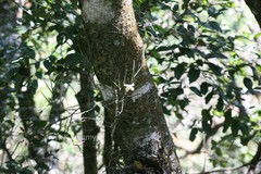 Papilionanthe cylindrica